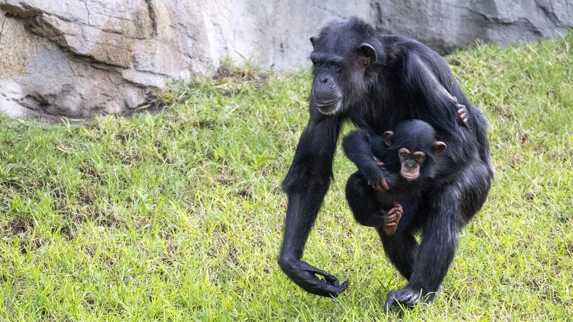 El chimpance nacido en BIOPARC Valencia y salvado por el equipo de cuidado animal comienza a explorar el recinto exterior El chimpancé nacido en BIOPARC Valencia y salvado por el equipo de cuidado animal comienza a explorar el recinto exterior