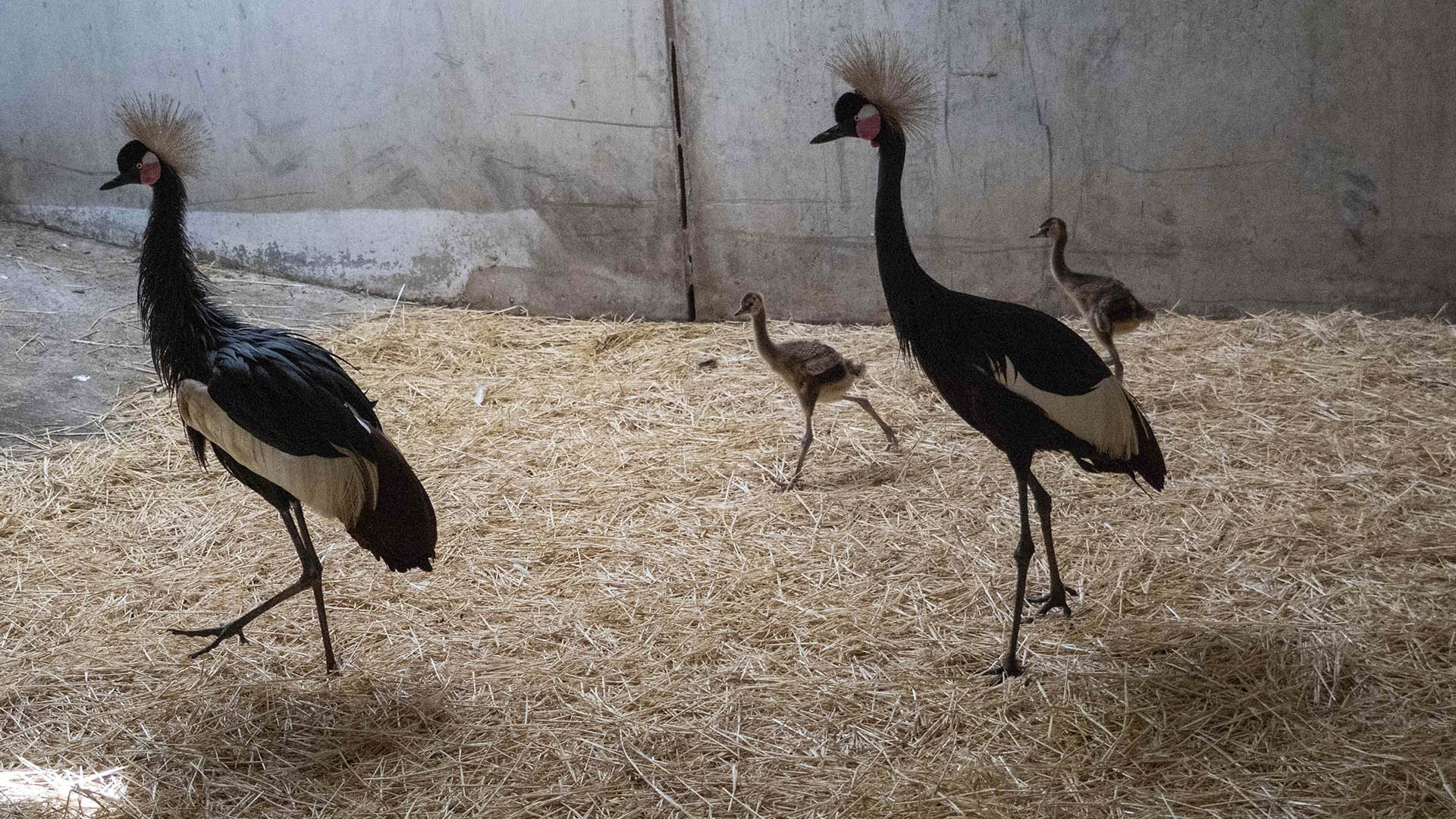Familia de grullas coronadas cuellinegra en las instalaciones interiores de BIOPARC Valencia