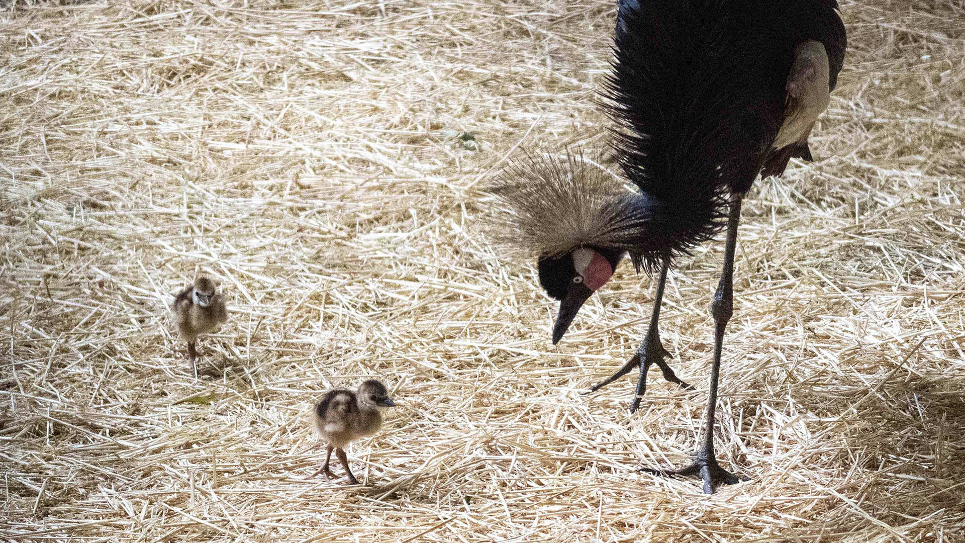 Primer nacimiento de la bellísima grulla coronada cuellinegra en BIOPARC Valencia