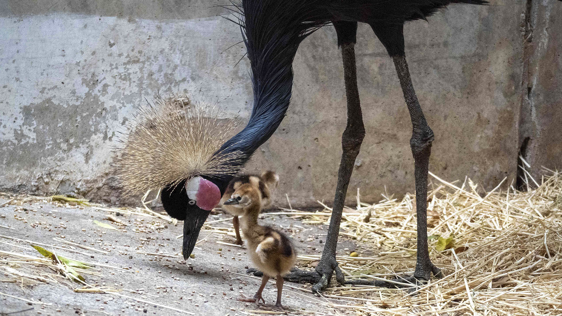 Primer nacimiento de la bellísima grulla coronada cuellinegra en BIOPARC Valencia