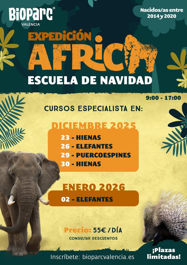 Escuela de Navidad 2025