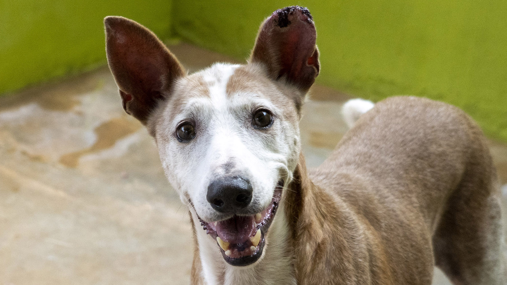 El domingo 14 de diciembre tendrá lugar el 27º Desfile AUPA-BIOPARC para fomentar las adopciones de perros