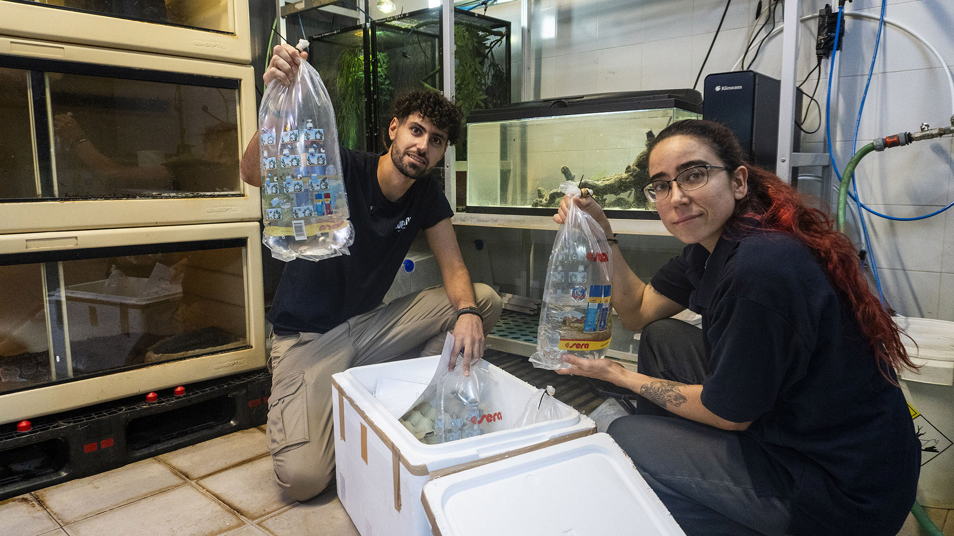 BIOPARC Valencia ha acogido 60 ejemplares de Stomatepia mariae procedentes del Acuario de Zaragoza