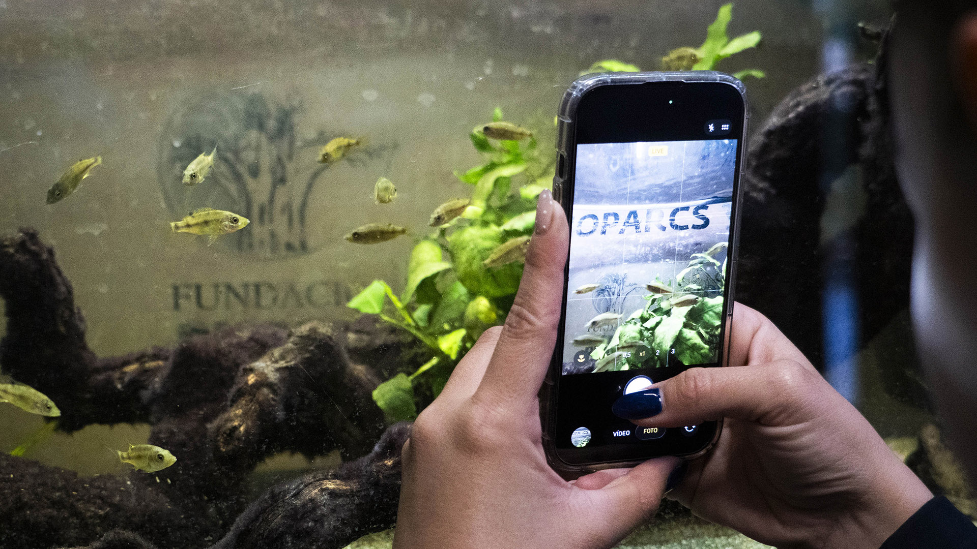 BIOPARC Valencia recibe una especie de cíclido en peligro crítico de extinción que solo habita en un lago de Camerún