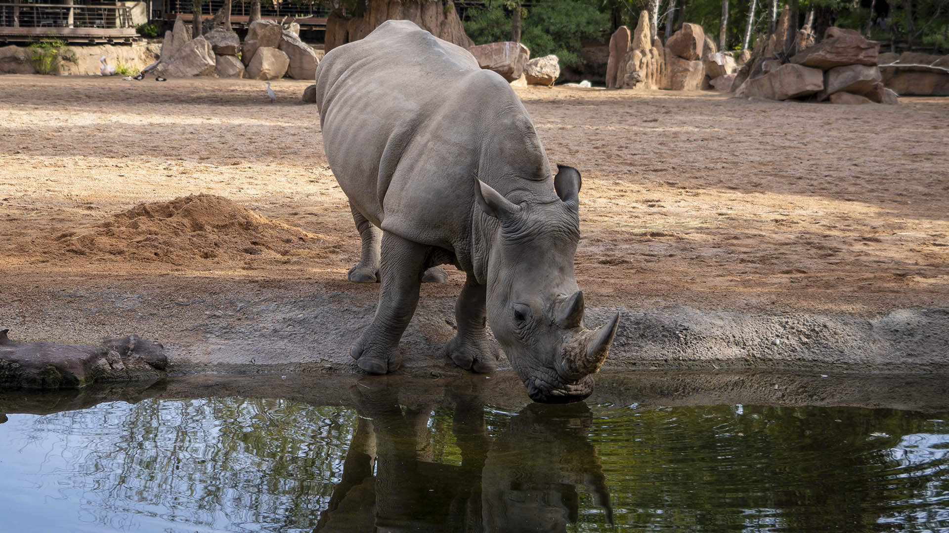 BIOPARC Valencia se prepara para el primer e inminente parto en el grupo de rinocerontes