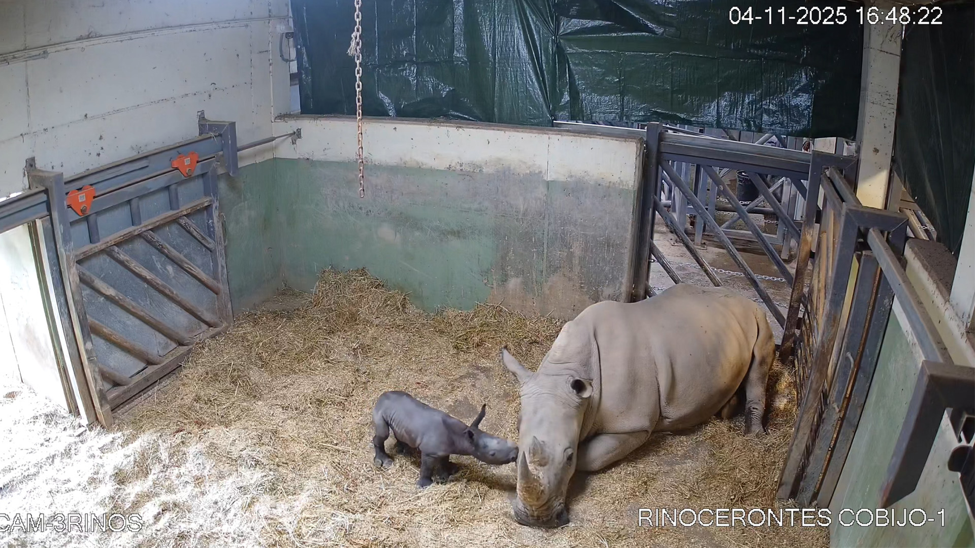 La madre le presta todas las atenciones y el bebé rinoceronte se muestra vivaz