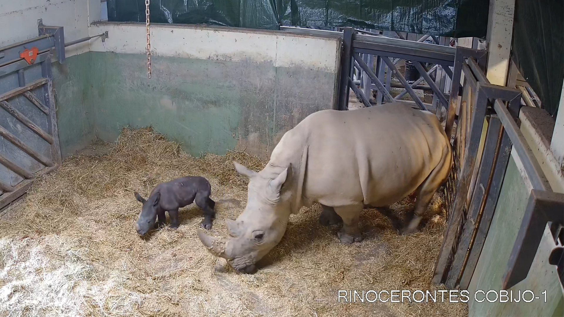 BIOPARC Valencia vive con emoción y “en directo” el primer nacimiento de un rinoceronte