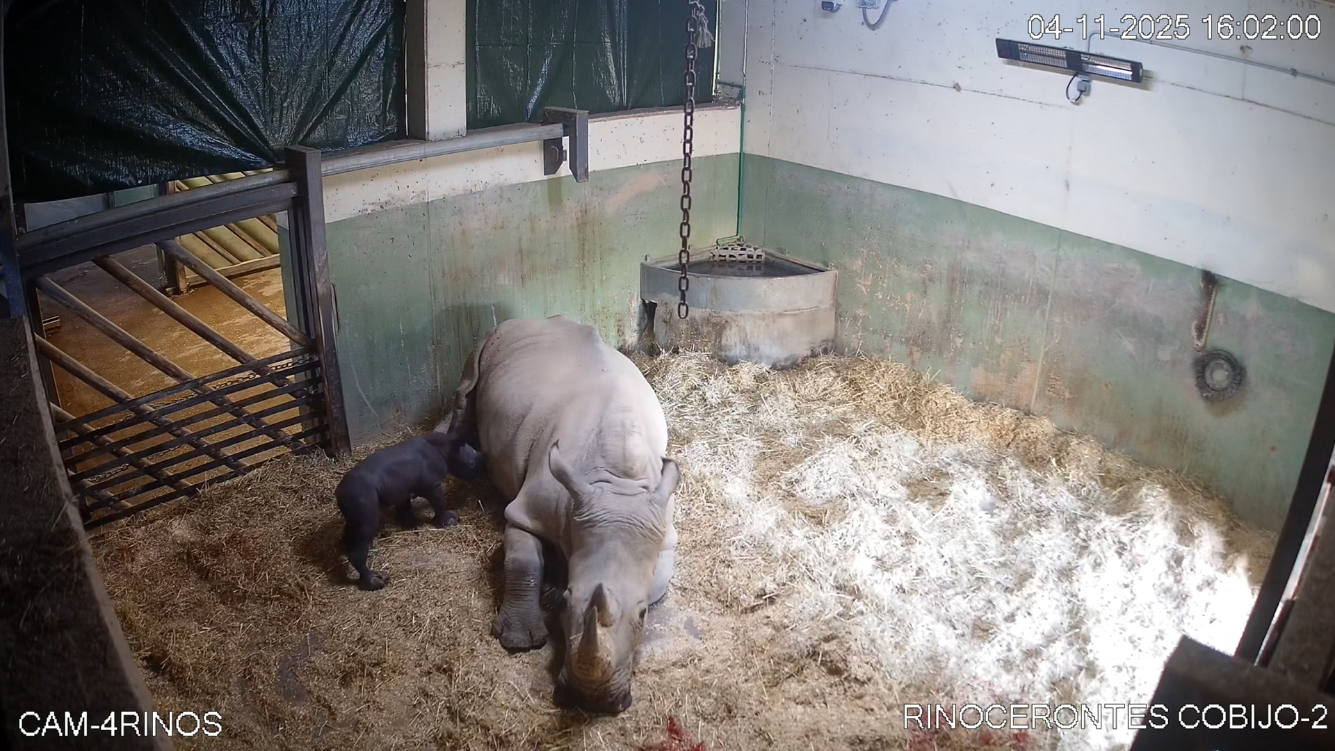 Serenidad y máxima cautela ante el nacimiento del primer rinoceronte en BIOPARC Valencia