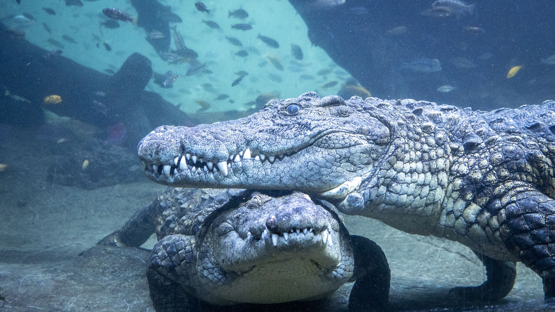 Cocodrilos del Nilo en la cueva de Kitum de BIOPARC Valencia