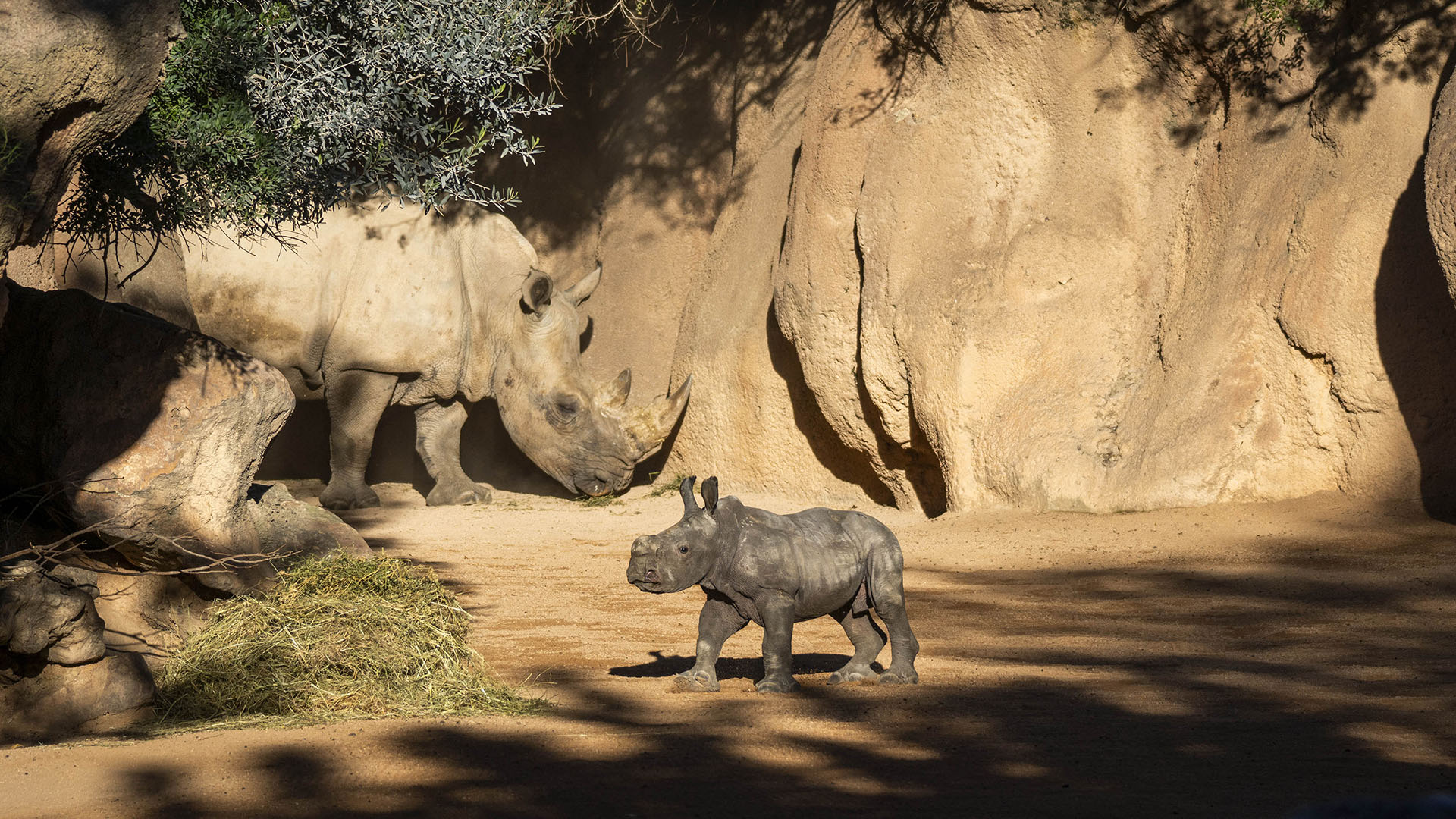 La cría de rinoceronte comienza a reconocer la zona exterior y BIOPARC Valencia invita a elegir su nombre