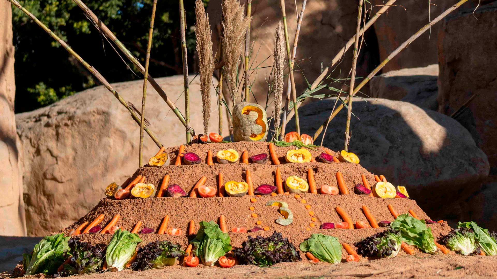 La tarta de cumpleaños para la elefanta Makena en BIOPARC Valencia La tarta de cumpleaños para la elefanta Makena en BIOPARC Valencia