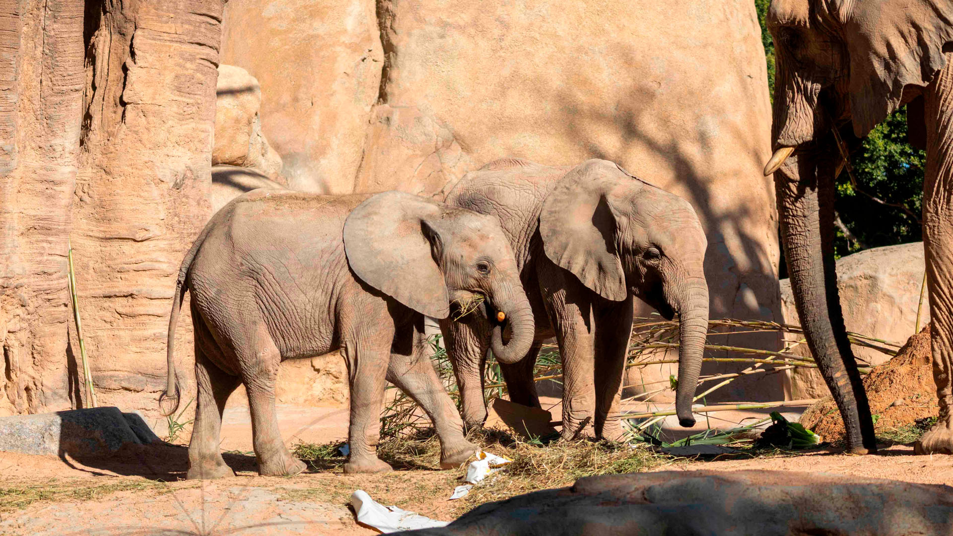 Los elefantes Malik y Makena en BIOPARC Valencia Los elefantes Malik y Makena en BIOPARC Valencia