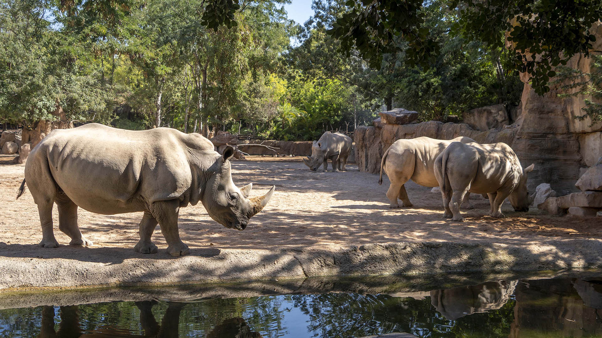 BIOPARC Valencia se prepara para el primer e inminente parto en el grupo de rinocerontes