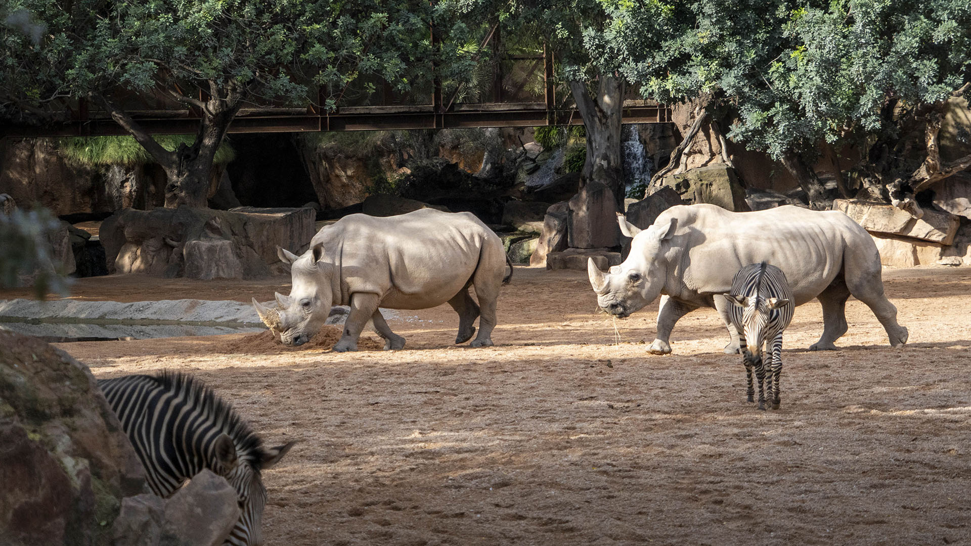 Rinocerontes y cebras en la sabana de BIOPARC Valencia