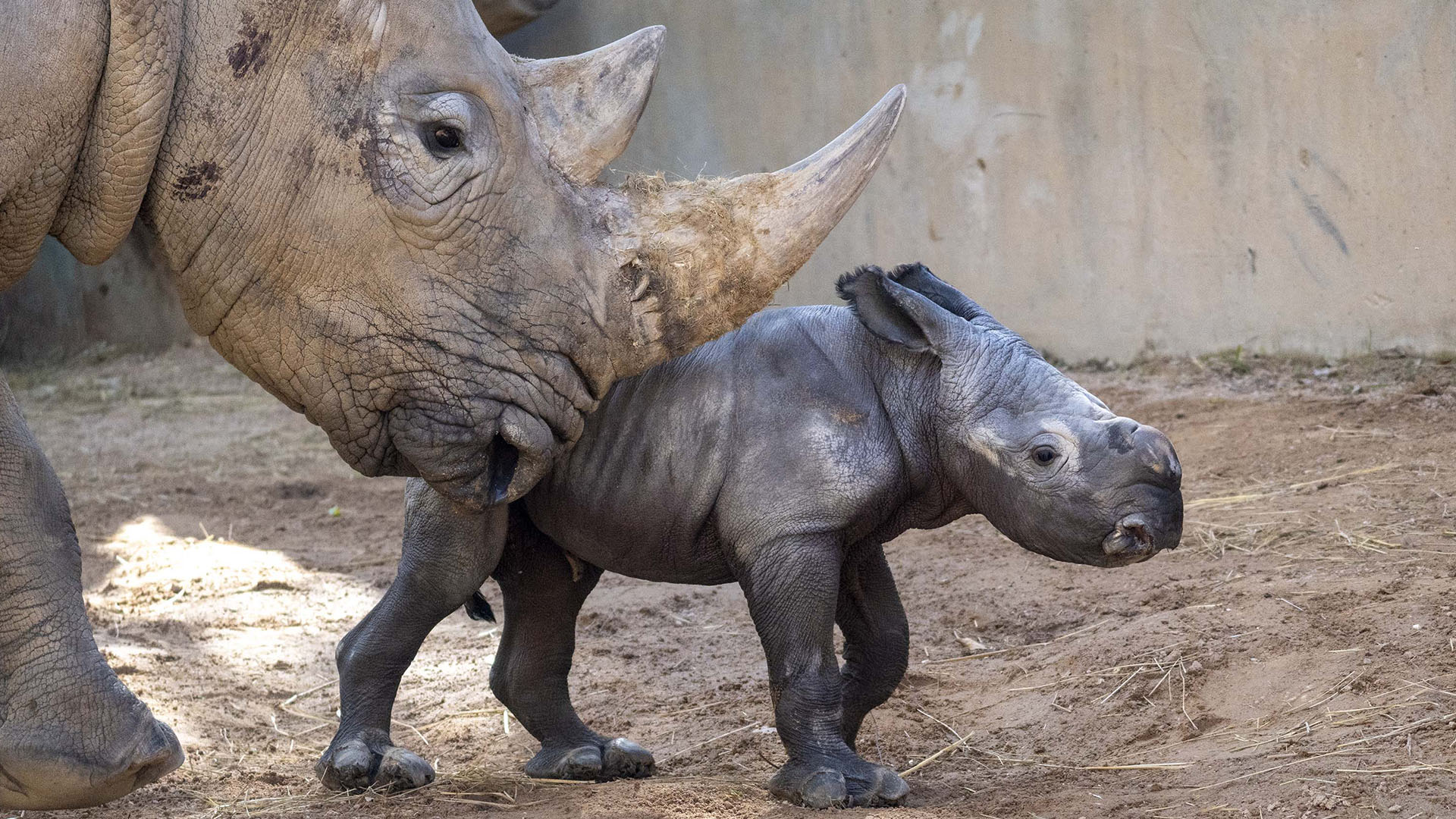 BIOPARC Valencia confirma que el “bebé rinoceronte” es macho y continúa un desarrollo óptimo bajo el cuidado materno
