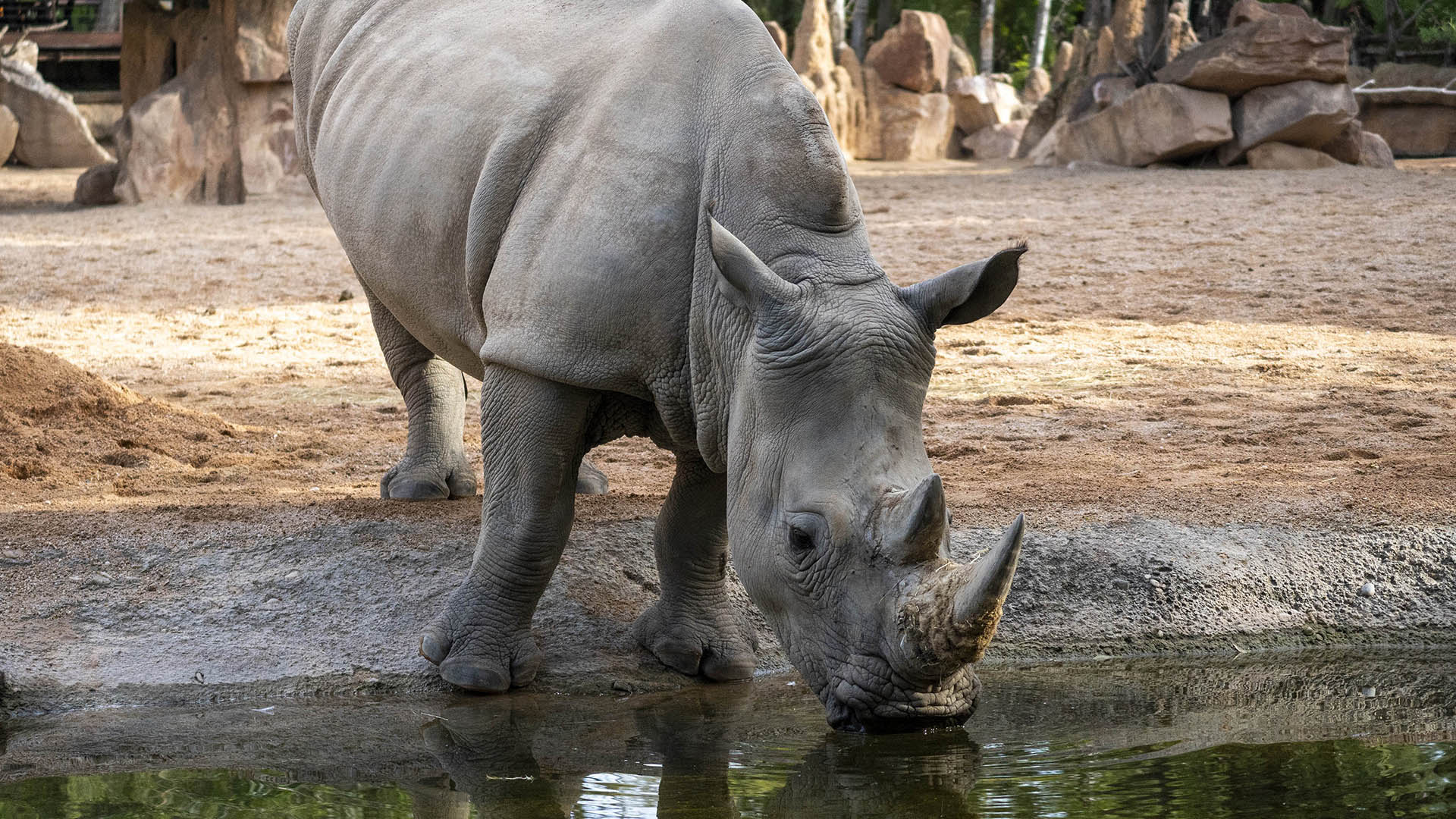 BIOPARC Valencia se prepara para el primer e inminente parto en el grupo de rinocerontes