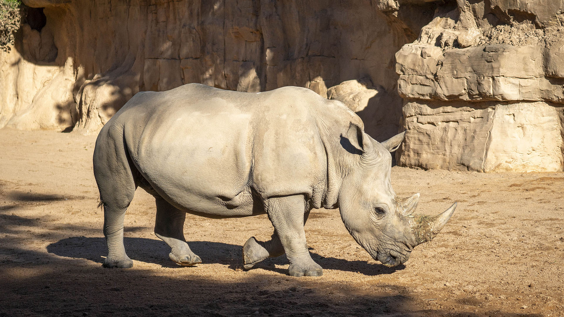 El seguimiento veterinario de la rinoceronta Kwanza al llegar al día 490 de gestación evidencia un parto inminente