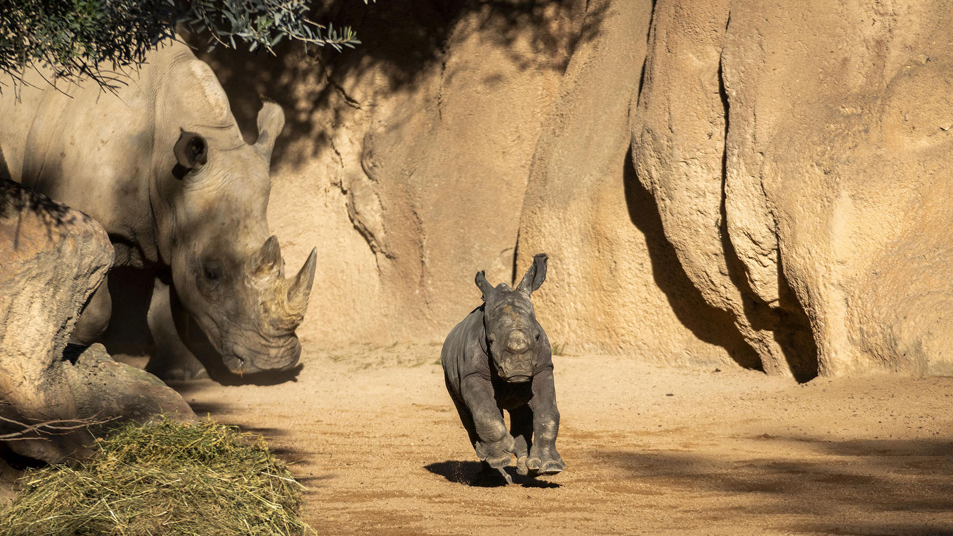 Primera salida de la cría de rinoceronte a la sabana de BIOPARC Valencia