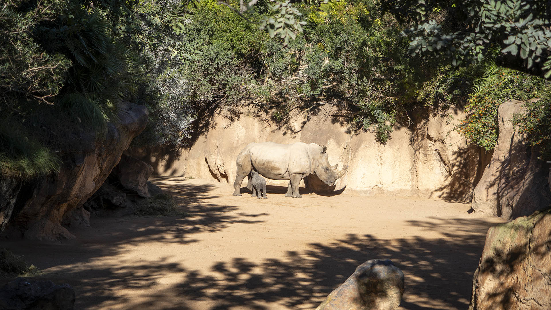 Rinocerontes, madre y cría en la sabana de BIOPARC Valencia