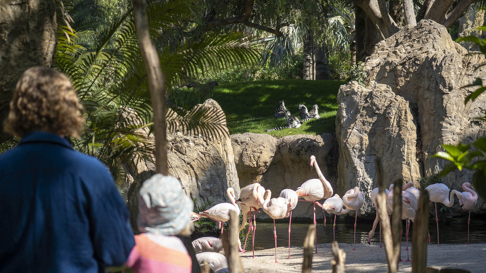 Visitantes observando a lémures y flamencos en la isla de Madagascar de BIOPARC Valencia