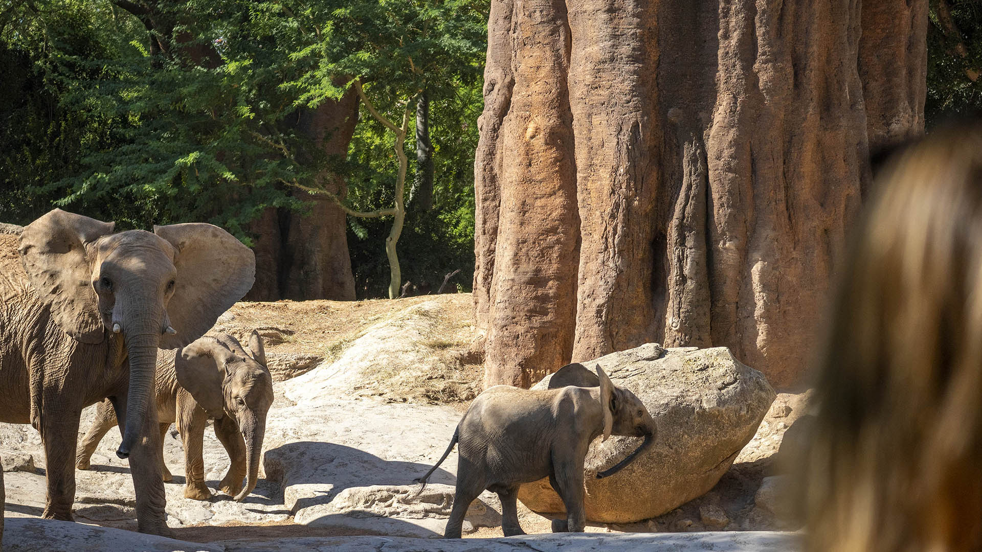 BIOPARC Valencia comienza diciembre con BIONadal, la promoción “con causa” comprometida con la biodiversidad