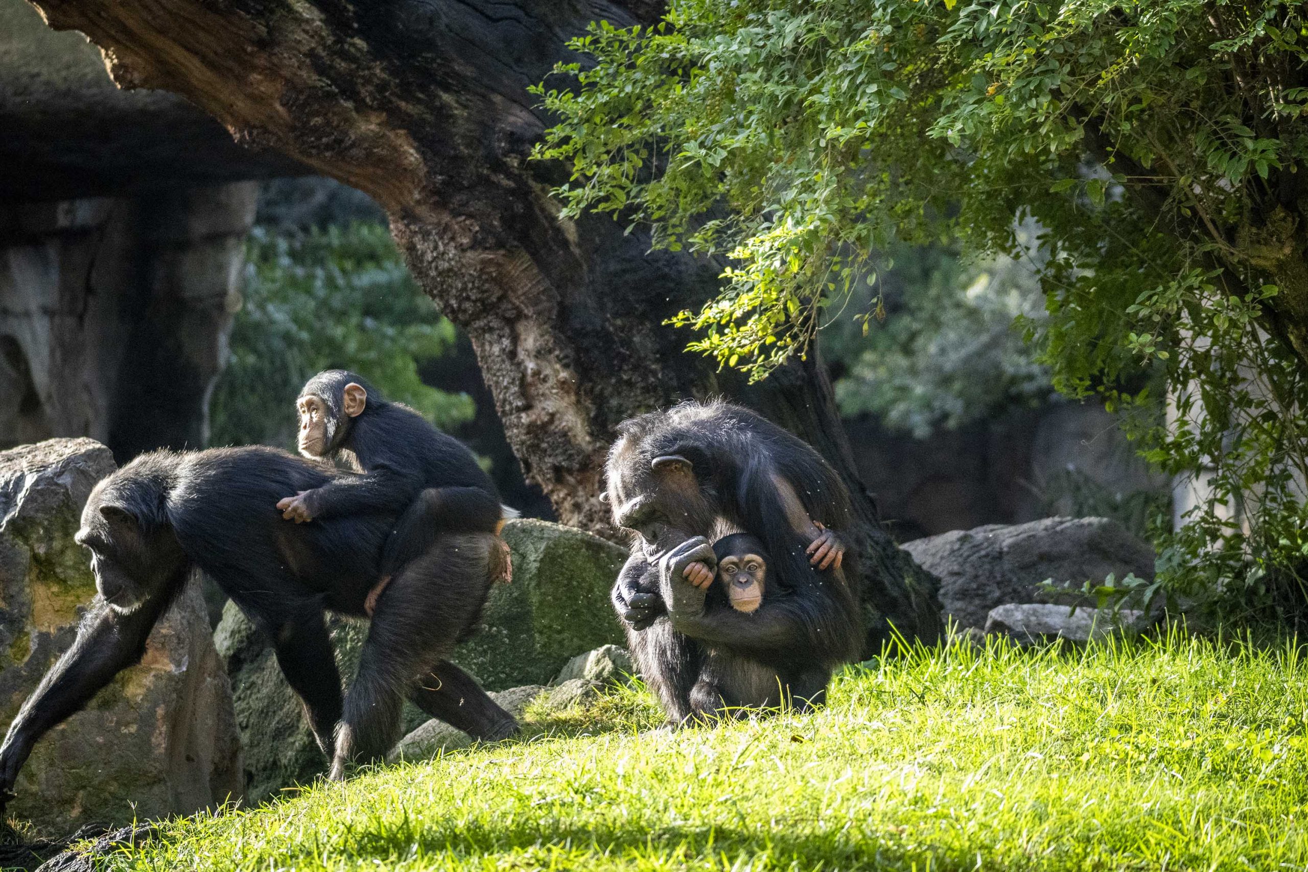 Chimpances en la selva ecuatorial de BIOPARC Valencia