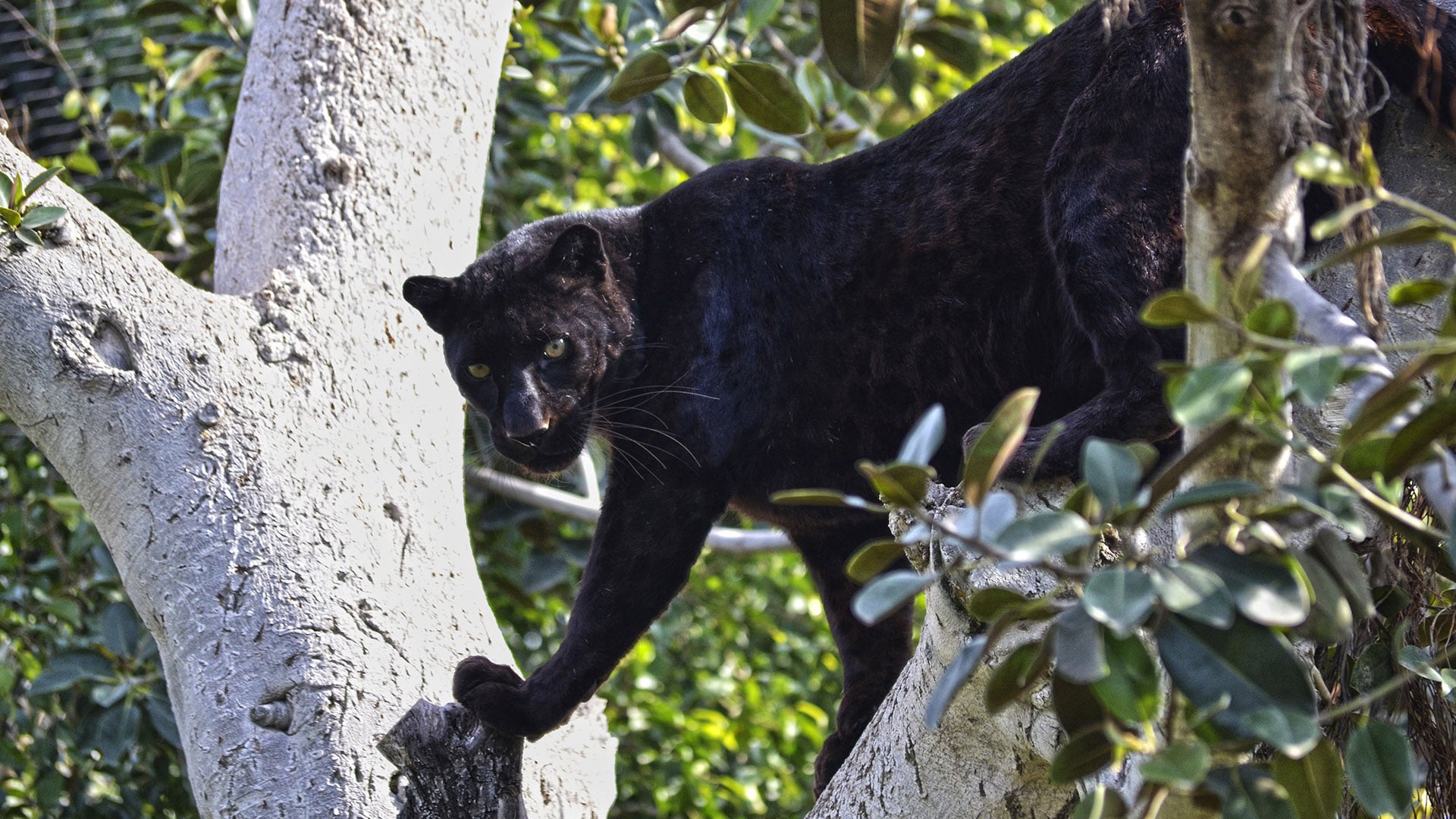 Mamba en la zona del Bosque Ecuatorial de BIOPARC Valencia