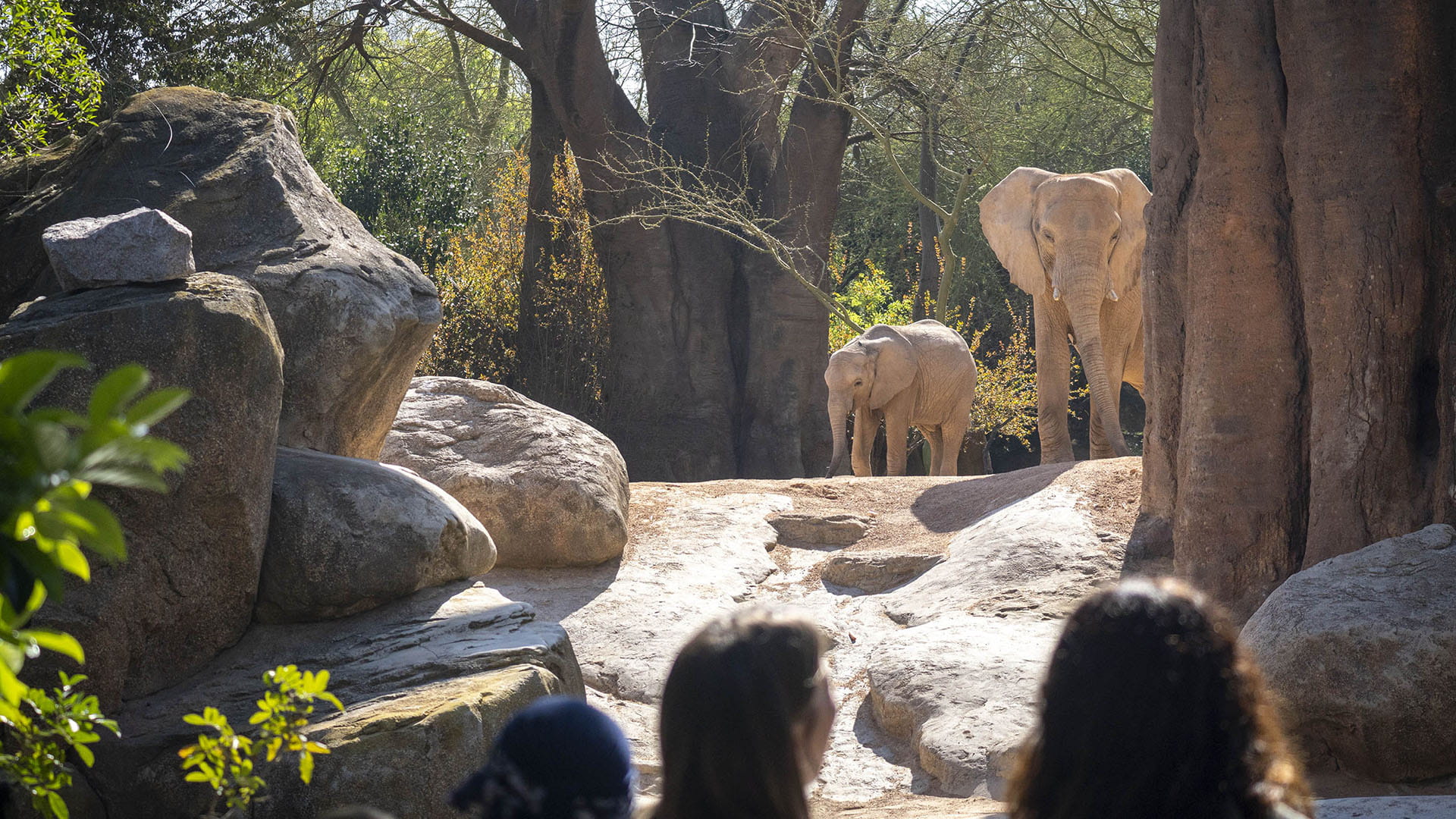 BIOPARC Valencia celebra su 18º aniversario reconocido internacionalmente como modelo de ocio “con causa”