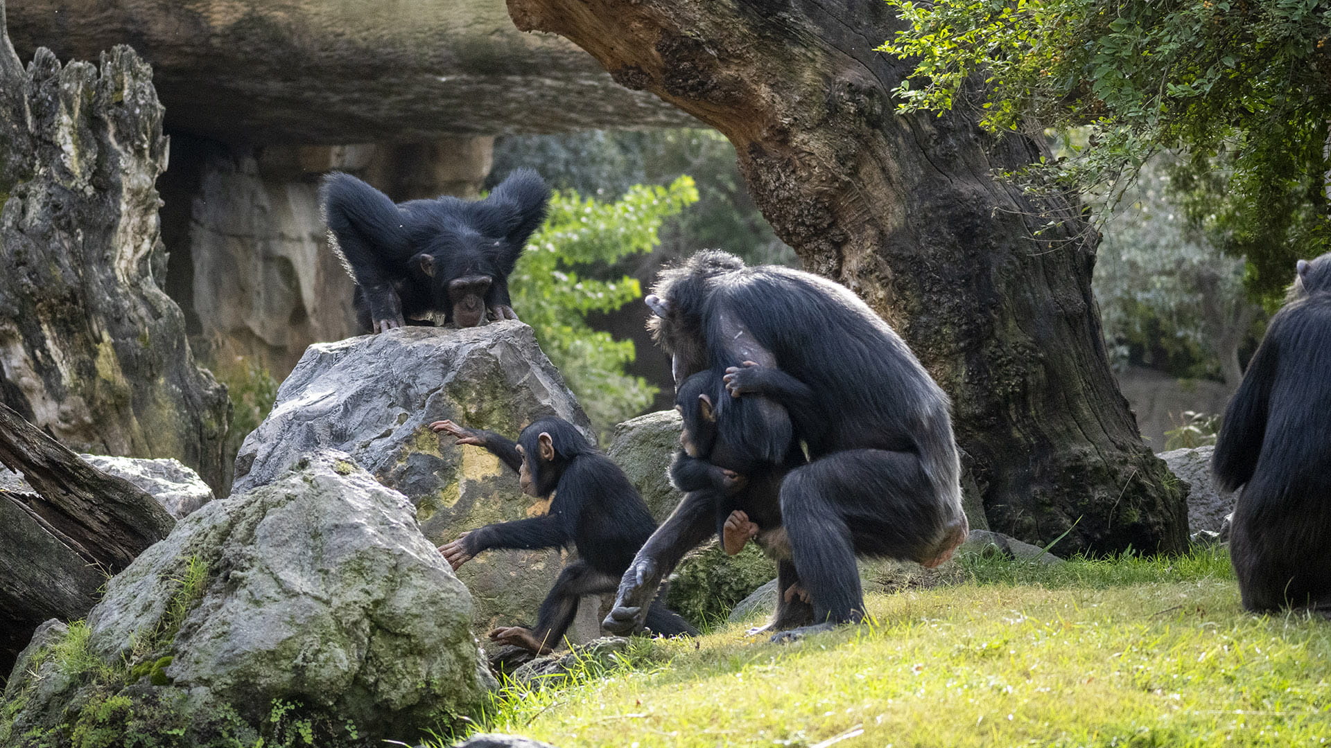 BIOPARC Valencia ingresa en la asociación más importante de parques de conservación del mundo, la WAZA