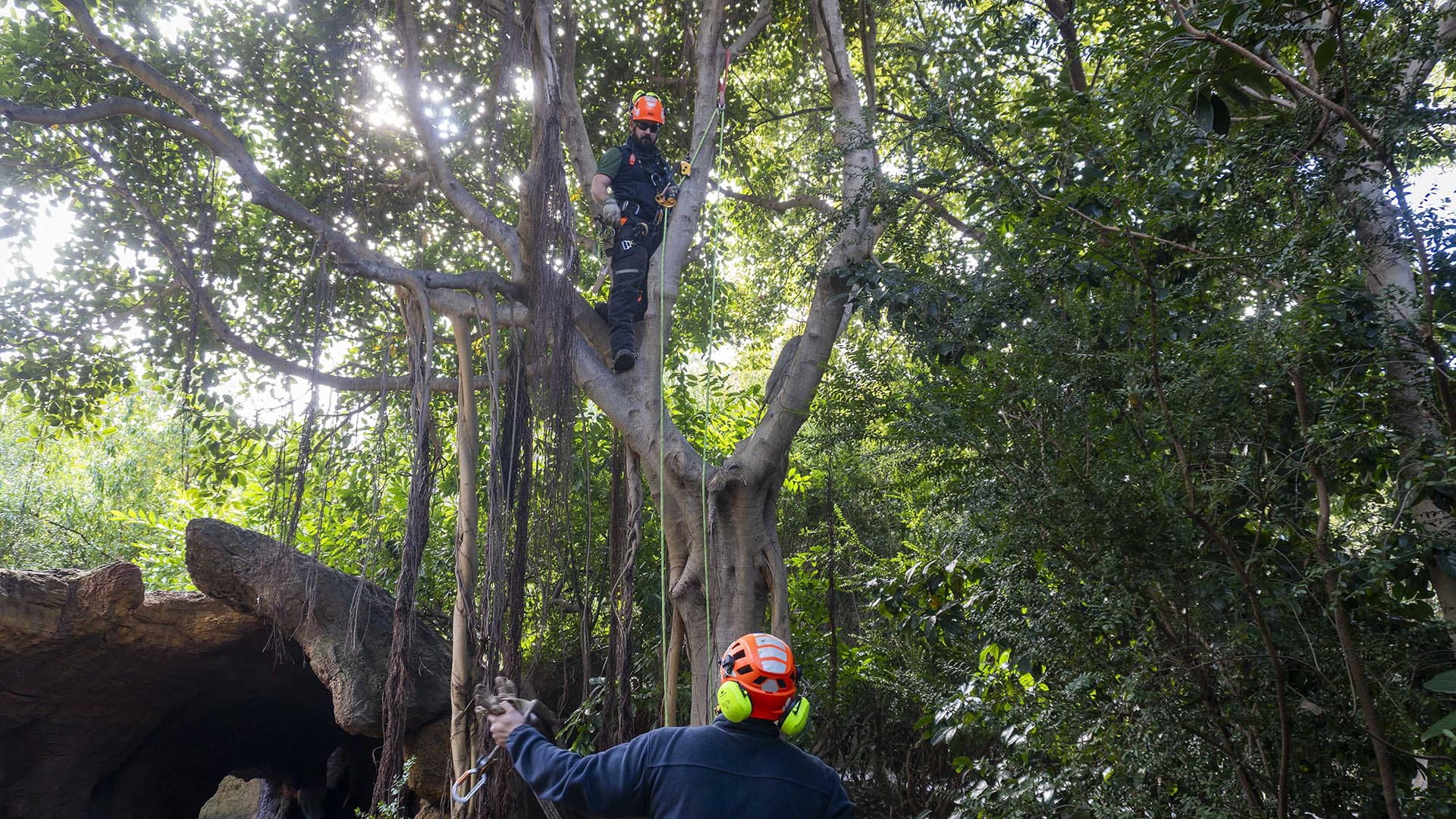 BIOPARC Valencia referente en la lucha contra la emergencia climática con el impacto positivo de su ecosistema verde