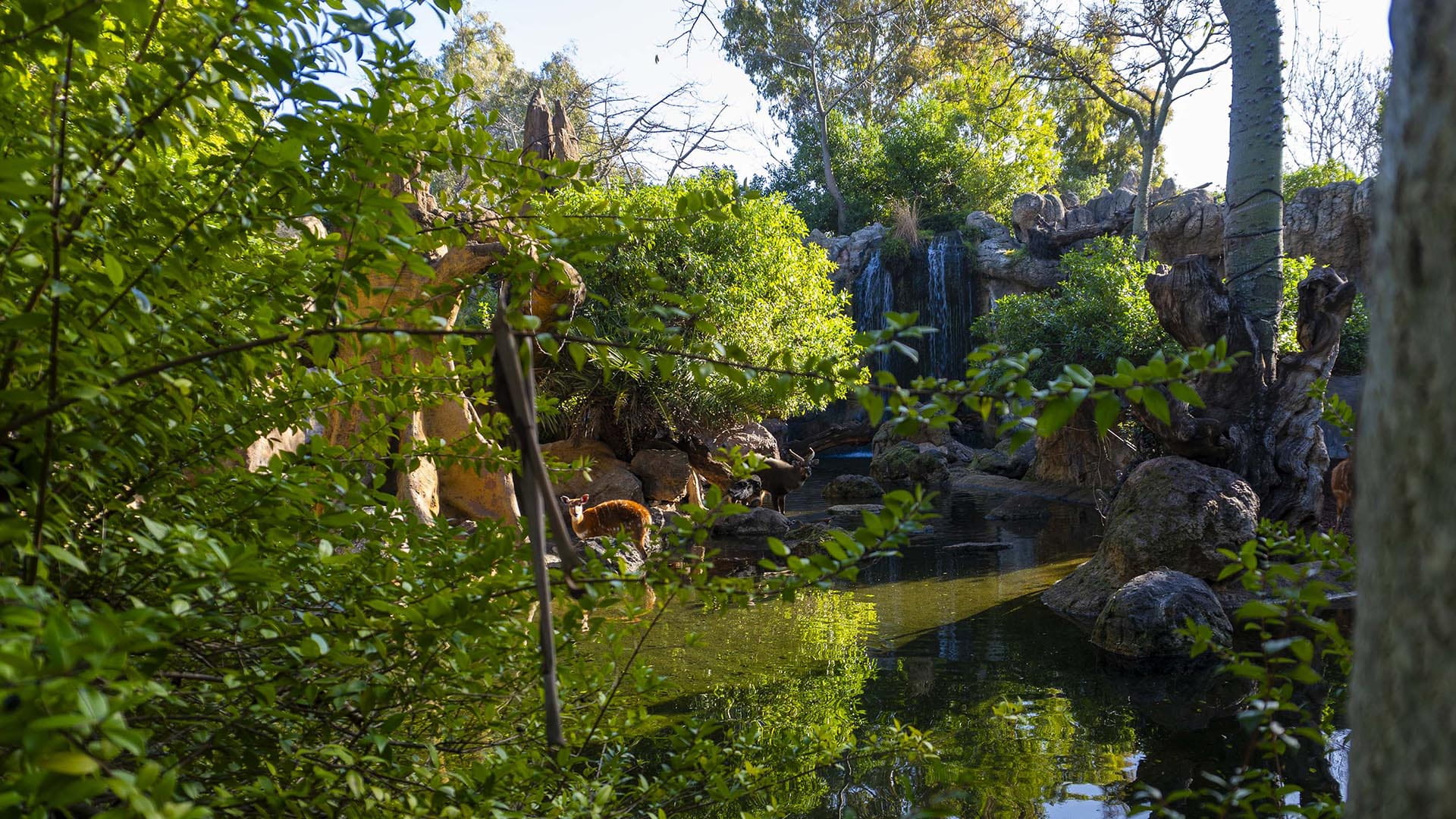 BIOPARC Valencia referente en la lucha contra la emergencia climatica con el impacto positivo de su ecosistema verde BIOPARC Valencia referente en la lucha contra la emergencia climática con el impacto positivo de su ecosistema verde