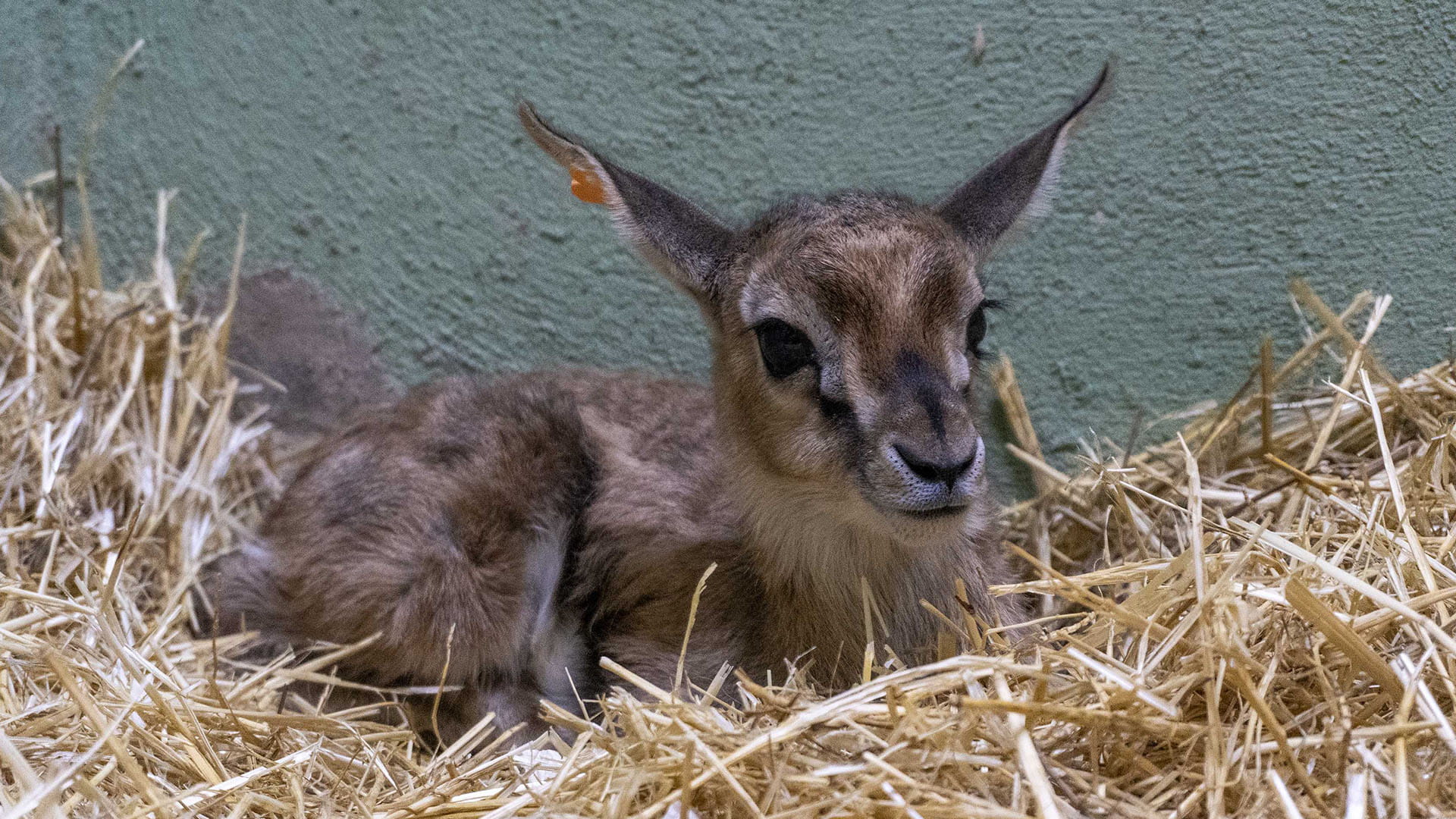 Gacela Thomson nacida en las instalaciones interiores de BIOPARC Valencia_2