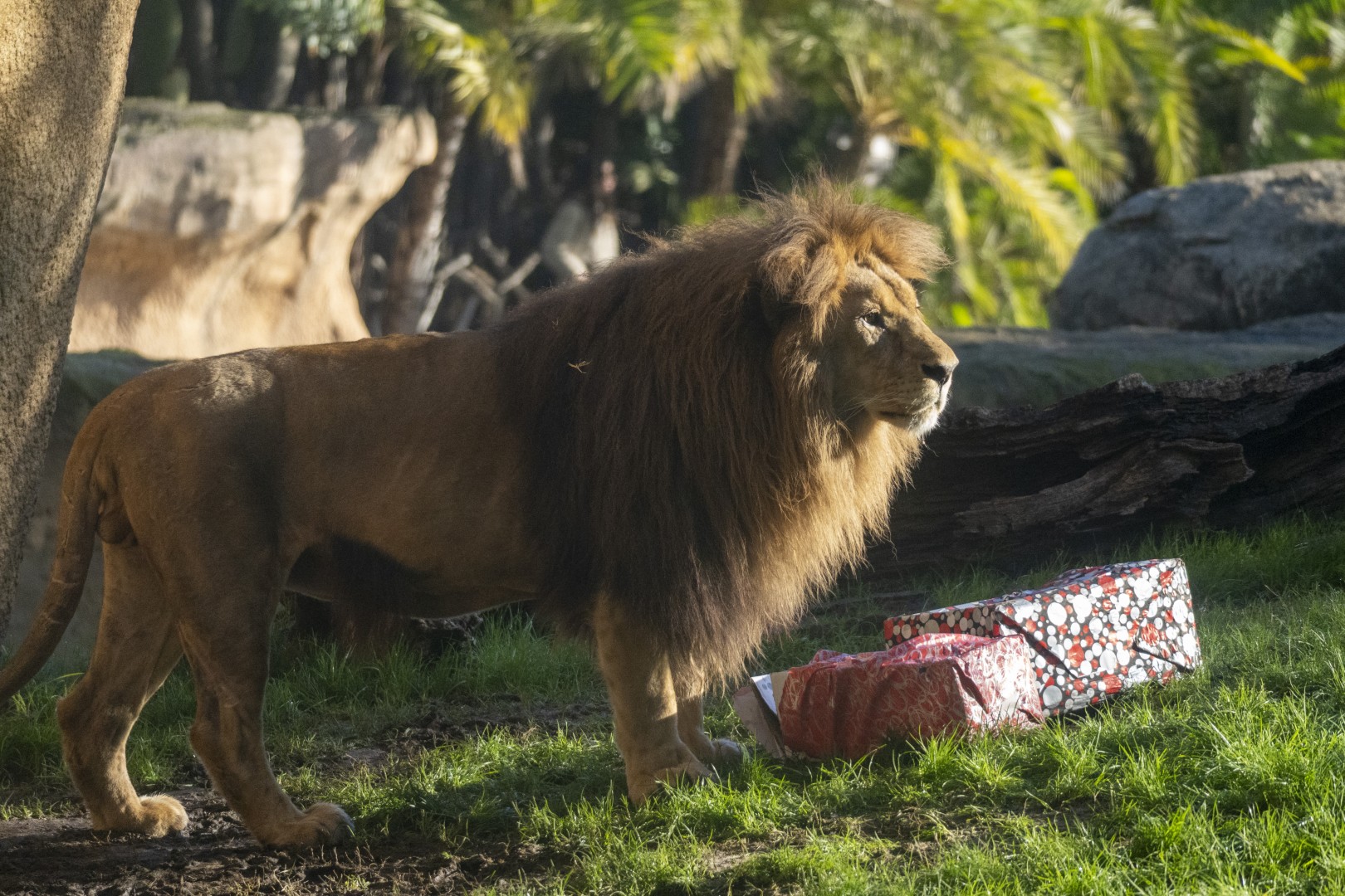 Lubango con sus regalos de los Reyes Magos en BIOPARC Valencia
