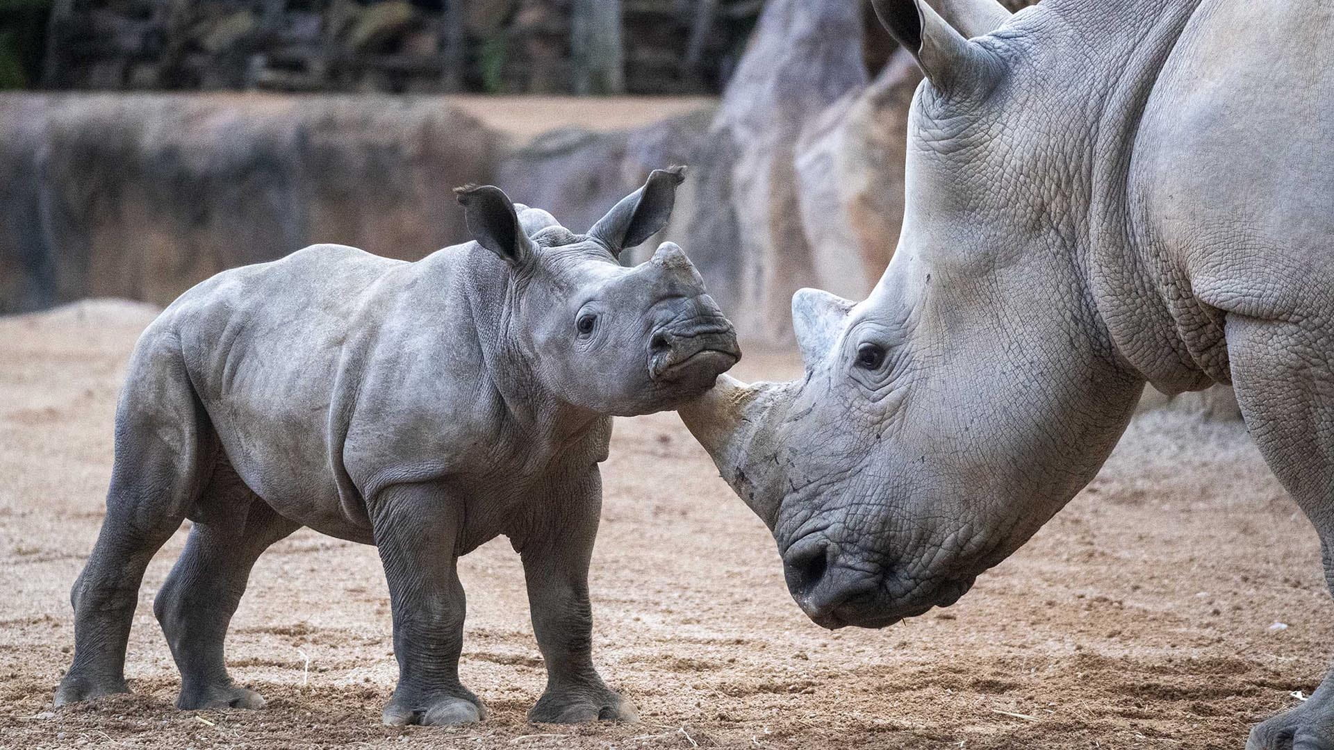 BIOPARC Valencia celebra su 18º aniversario reconocido internacionalmente como modelo de ocio “con causa”