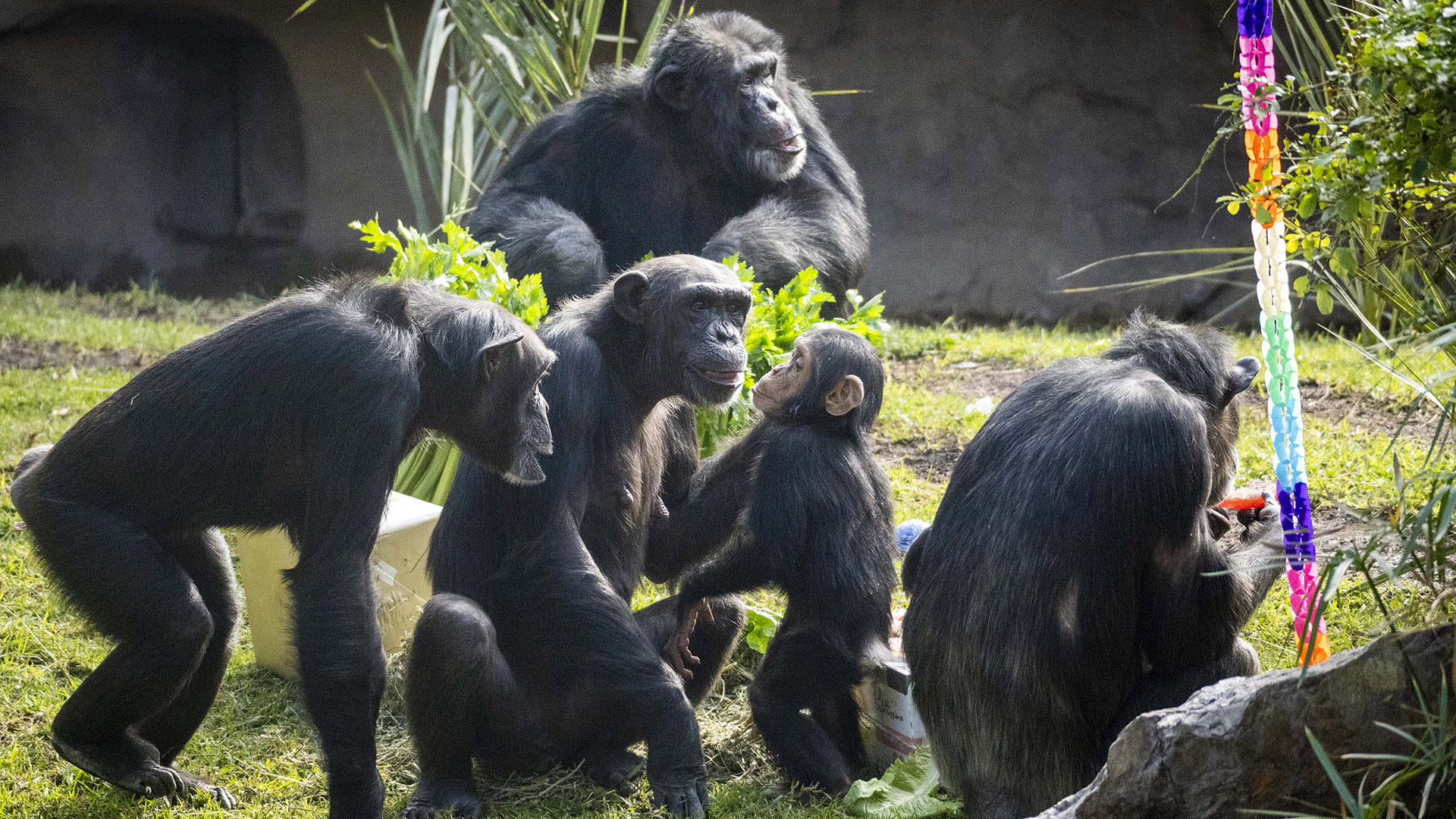 Familia de chimpances en BIOPARC Valencia celebrando el cumple de Cala