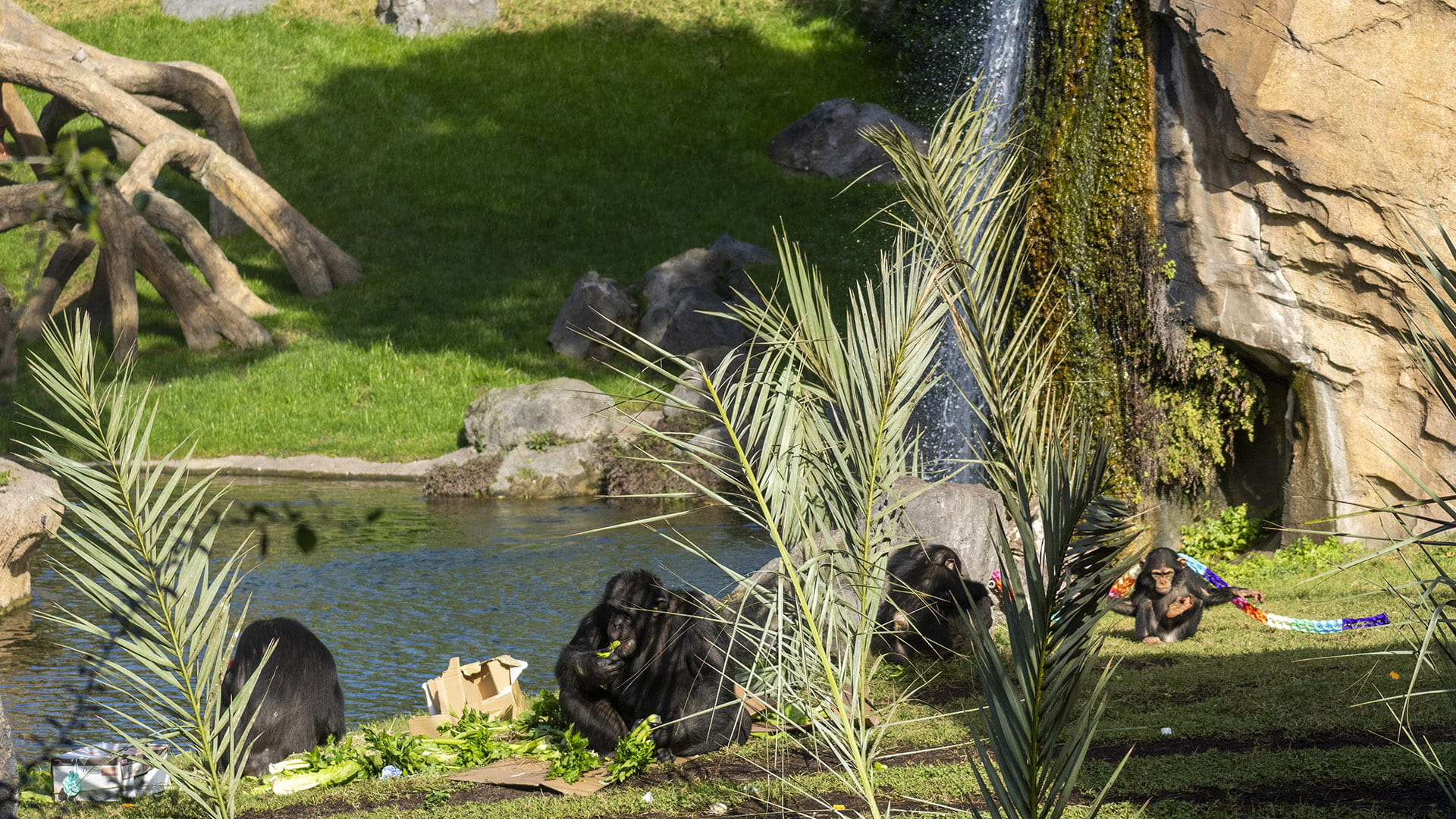 Familia de chimpances en BIOPARC Valencia celebrando el cumple de Cala