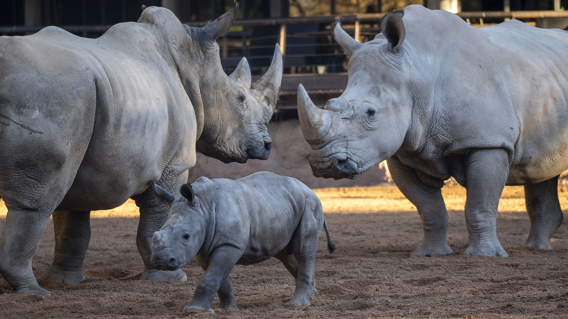 El nacimiento de una cria de rinoceronte en BIOPARC Valencia aporta esperanza a esa especie en peligro de extincion El nacimiento de una cría de rinoceronte en BIOPARC Valencia aporta esperanza a esa especie en peligro de extinción