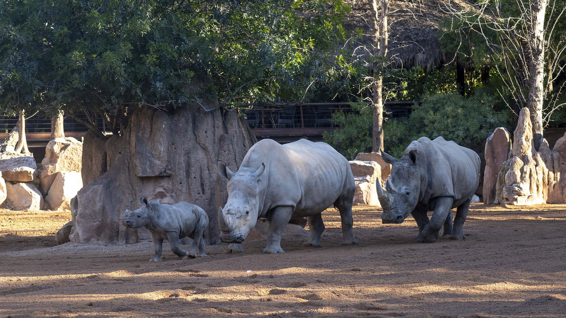Kairu, la cria de rinoceronte de BIOPARC Valencia, inicia su aventura en el recinto multiespecie de la sabana Kairu, la cría de rinoceronte de BIOPARC Valencia, inicia su aventura en el recinto multiespecie de la sabana