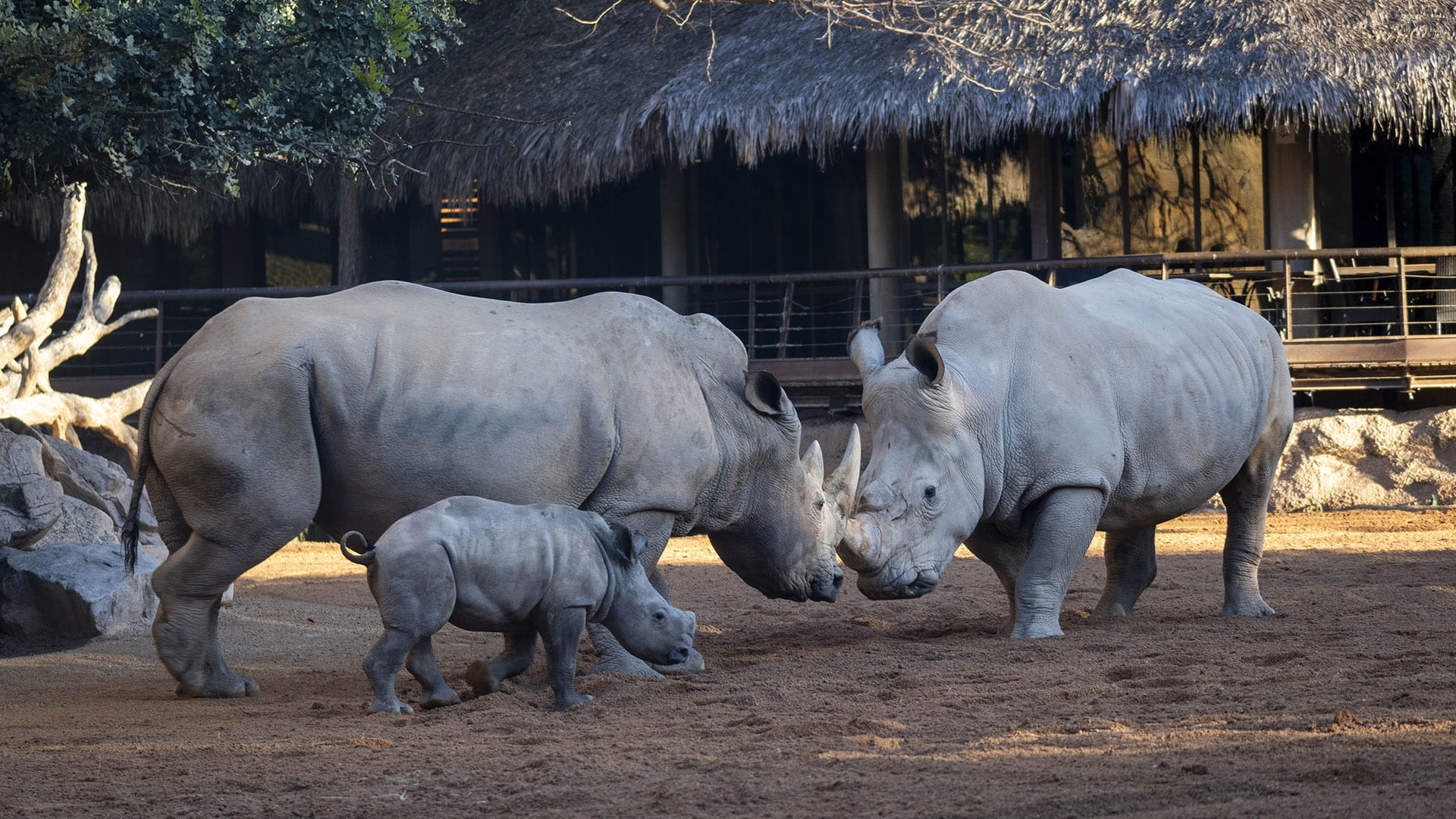 La cria de rinoceronte Kairu inicia su integracion en el grupo de BIOPARC Valencia La cría de rinoceronte Kairu inicia su integración en el grupo de BIOPARC Valencia