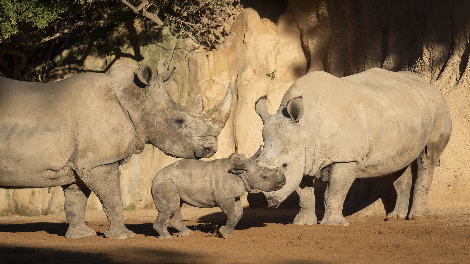 Kairu, la cría de rinoceronte de BIOPARC Valencia, inicia su aventura en el recinto multiespecie de la sabana