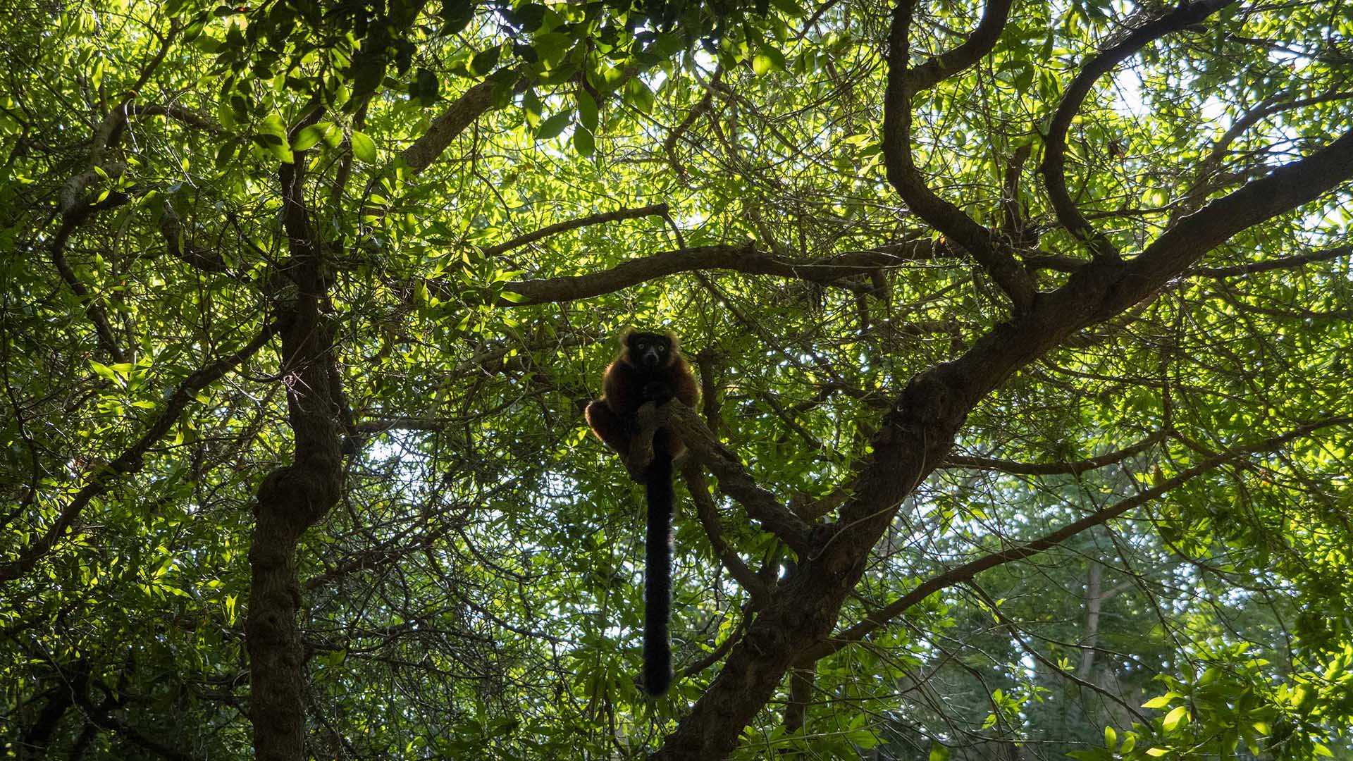 Lemur en BIOPARC Valencia Lemur de collar rojo en la isla de Madagascar de BIOPARC Valencia