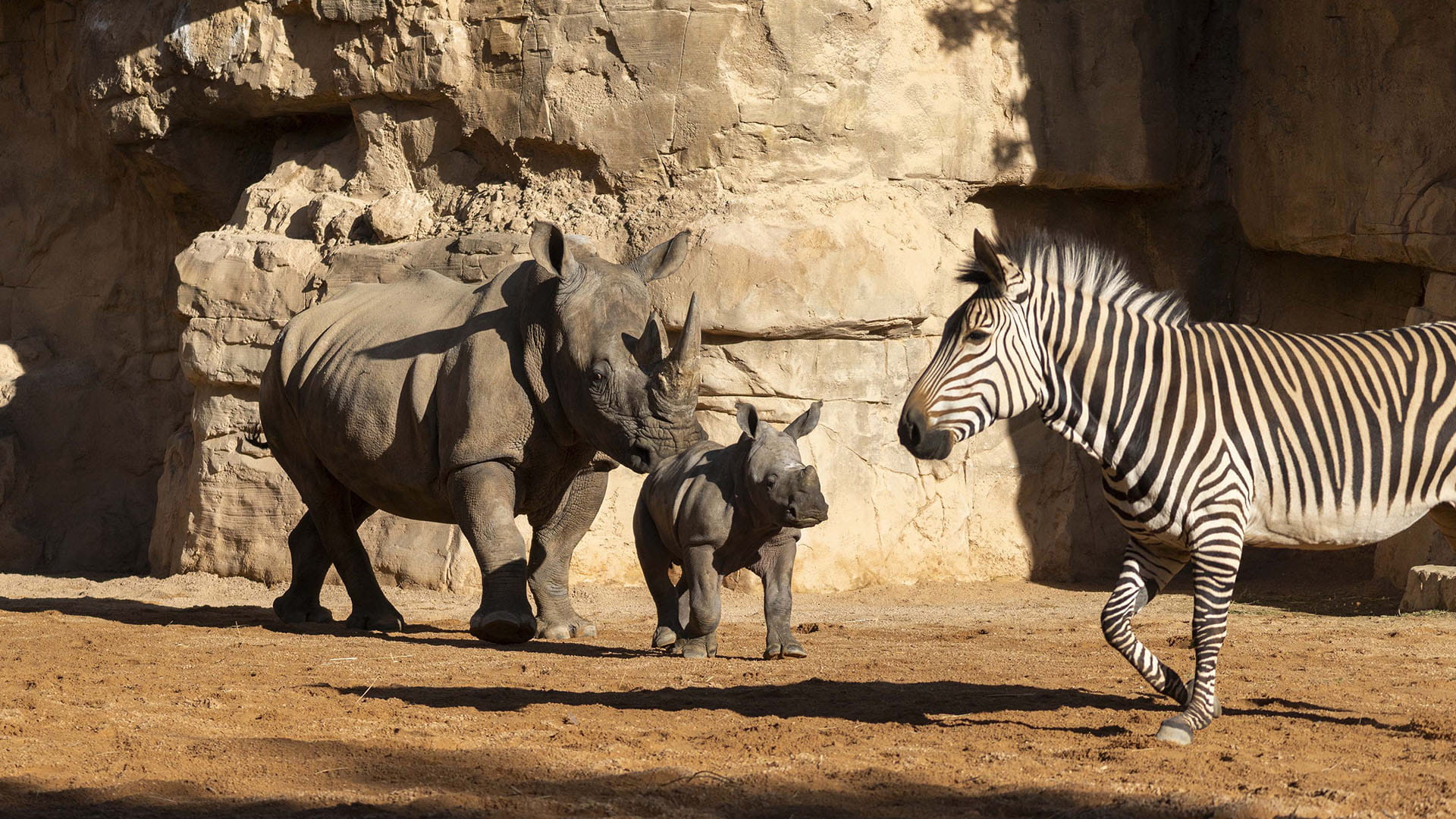 Kairu, la cría de rinoceronte, avanza en su integración en la sabana de BIOPARC Valencia