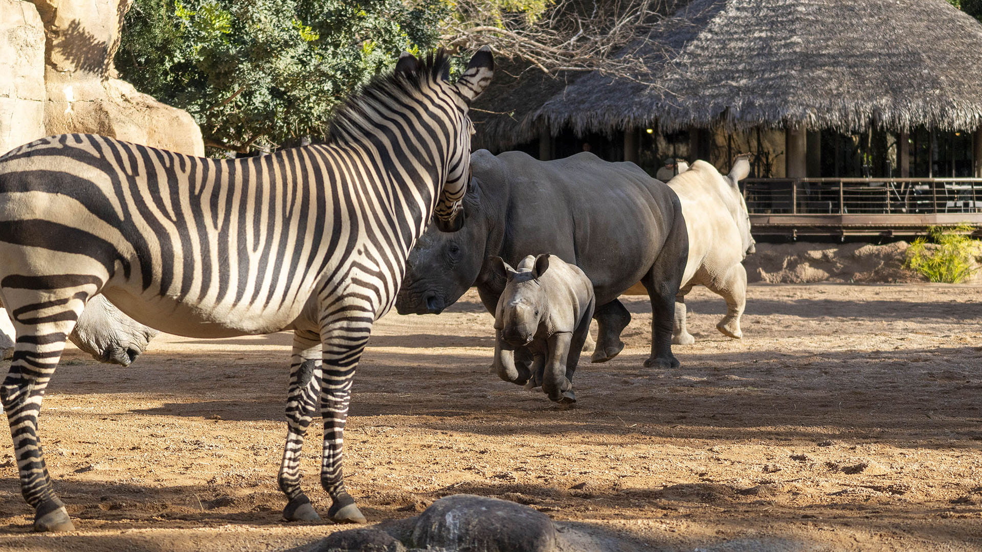 BIOPARC Valencia cumple 18 años como modelo de éxito y punto de encuentro entre la conservación y la sociedad