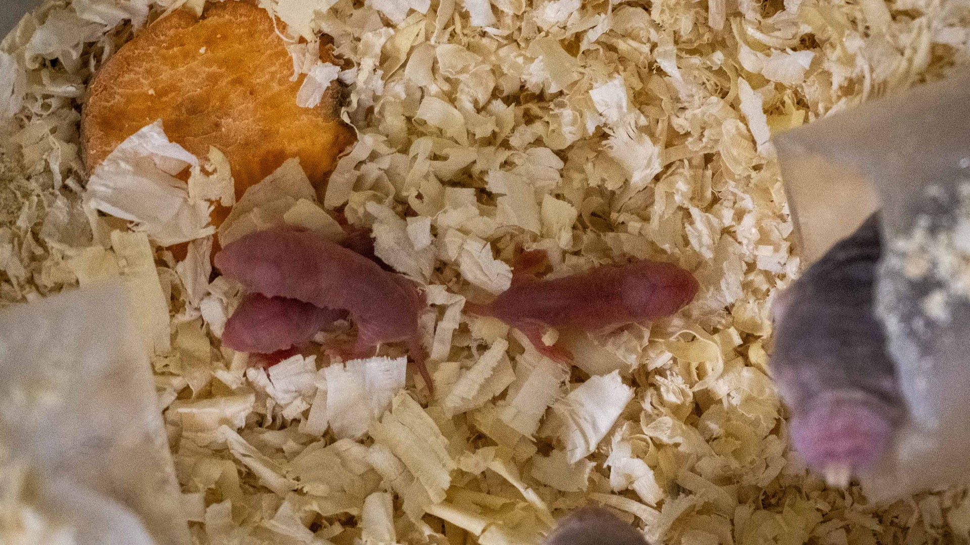 Nueva camada de rata topo desnuda en BIOPARC Valencia, el mamífero “imposible” que estudia la ciencia