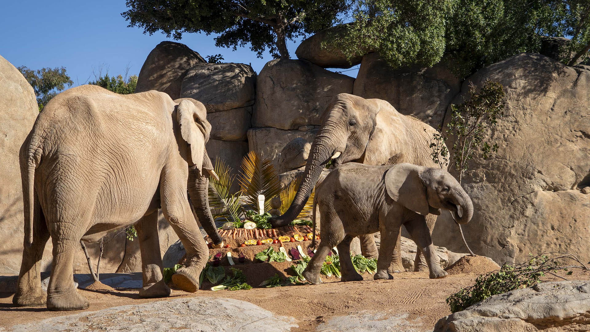 Enriquecimiento ambiental para elefantes en la fiesta del 18 cumpleaños de BIOPARC Valencia
