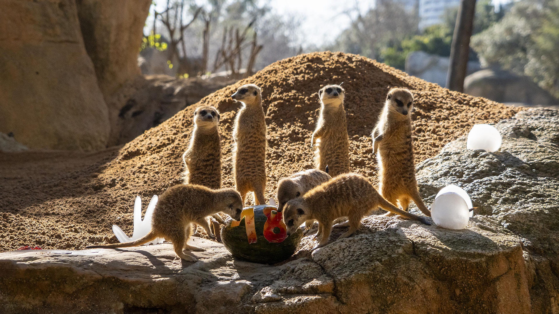 Tartas y sorpresas para animales y éxito de público en el primer día de fiesta por el 18º cumpleaños de BIOPARC Valencia