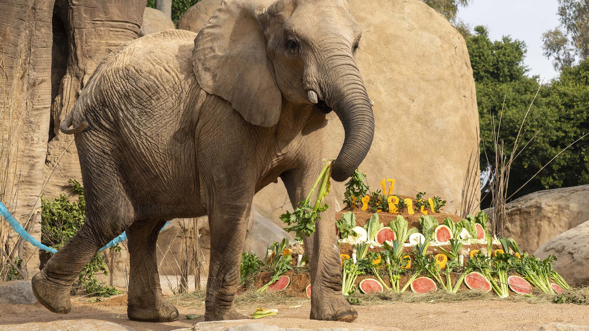 Fin de semana de celebración en BIOPARC Valencia por su 18º Aniversario
