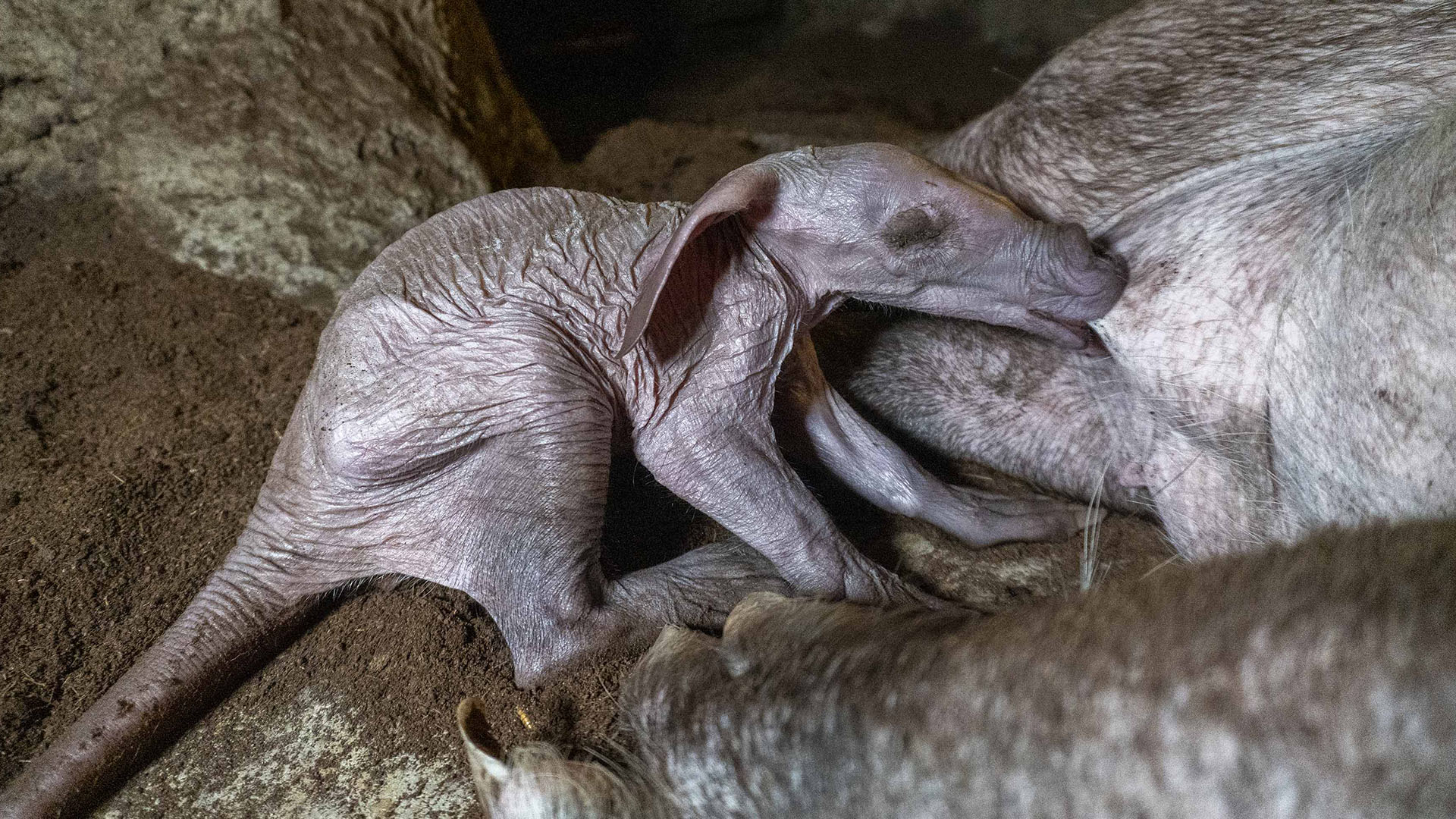 Nace una cria de oricteropo o cerdo hormiguero en BIOPARC Valencia