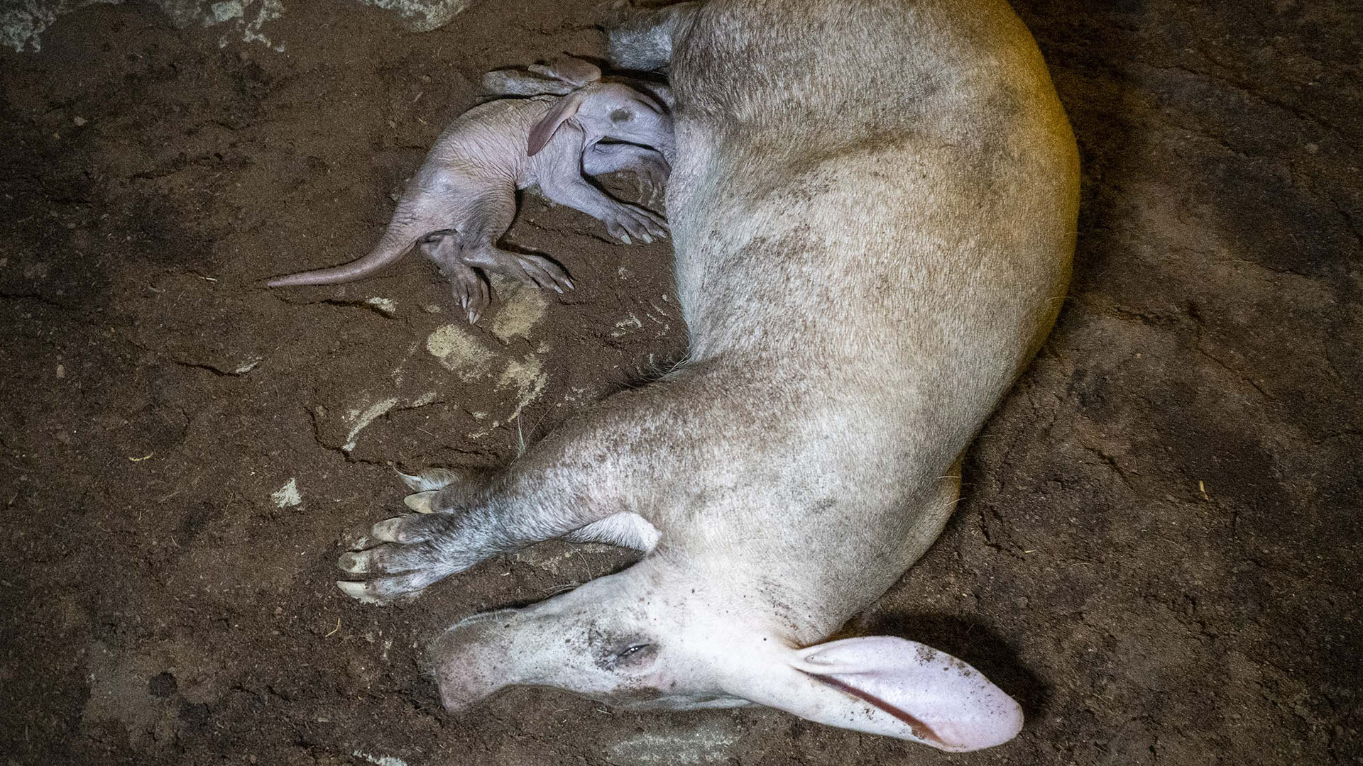 Nace una cria de oricteropo o cerdo hormiguero en BIOPARC Valencia