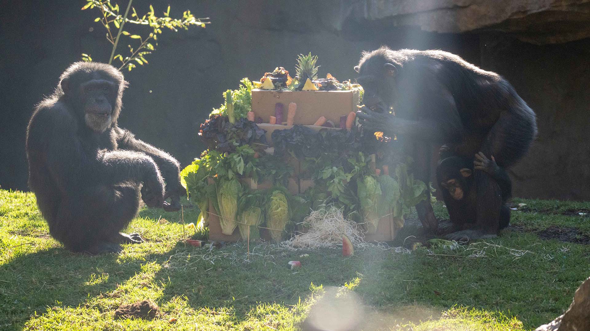 Fiesta de cumpleaños en BIOPARC Valencia por el primer aniversario del chimpancé Ekon